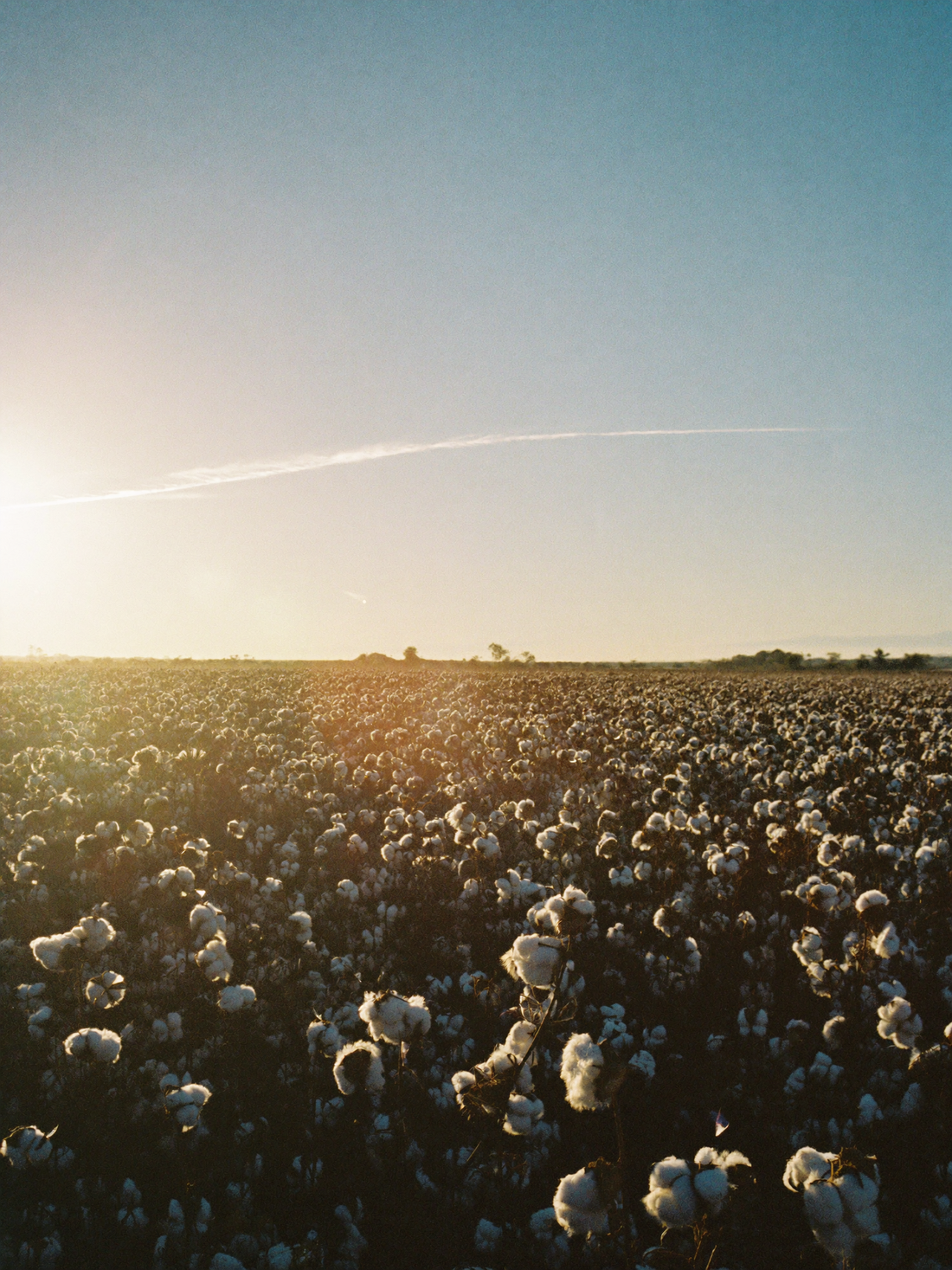 The Cotton That Changes Everything: Why We Use Peruvian Tanguis