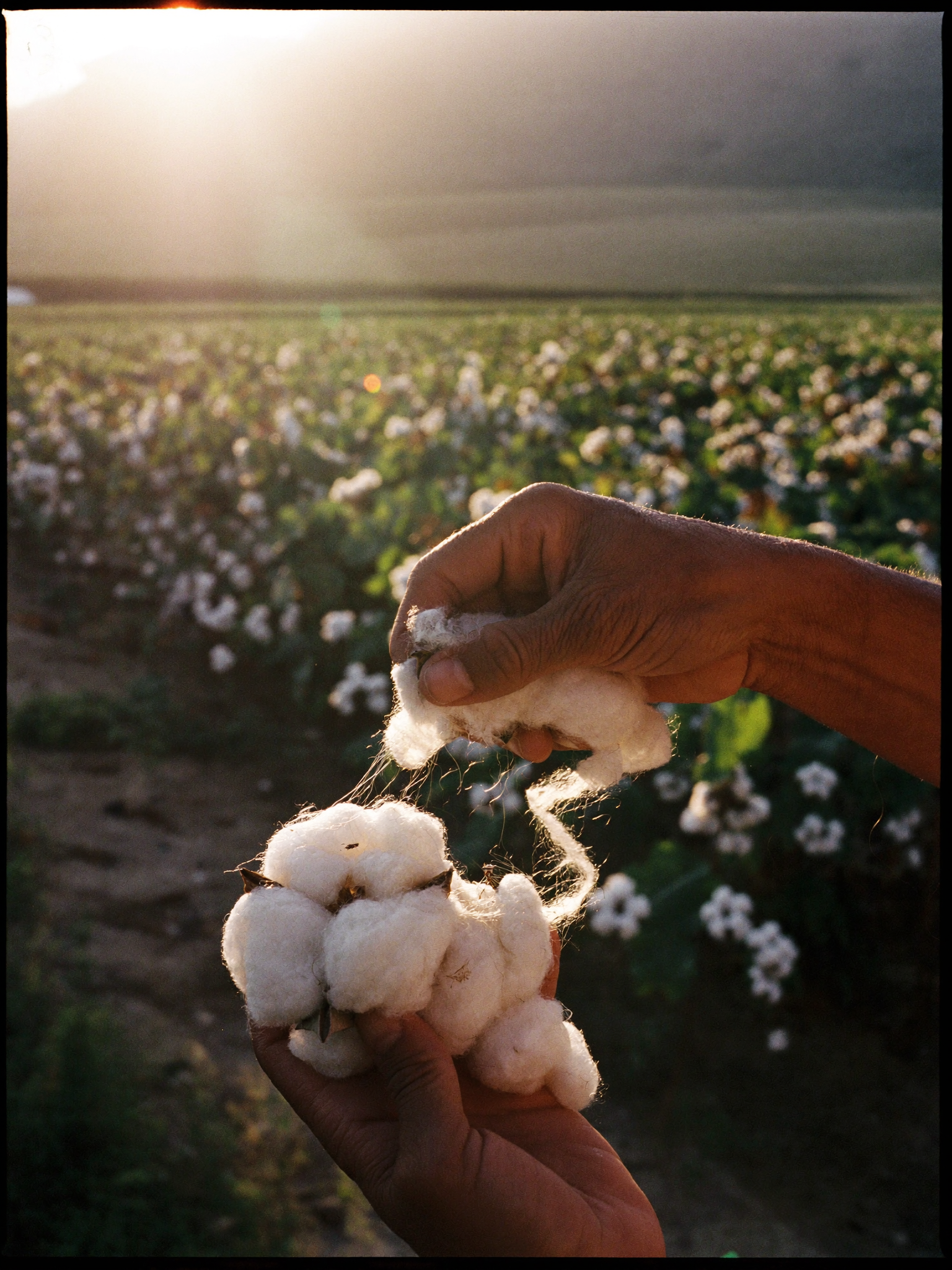 The Cotton That Changes Everything: Why We Use Peruvian Tanguis